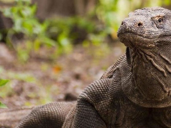 Home of the Komodo dragon.