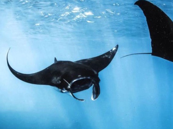 Swim alongside manta rays.